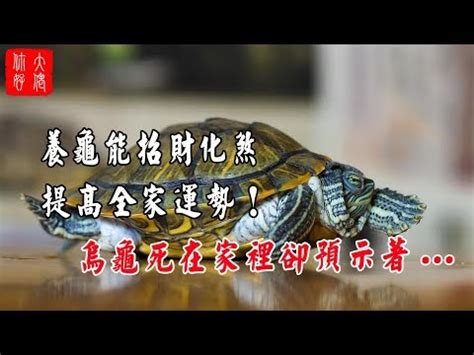 養烏龜方位|【風水與龜】家中養烏龜最招財 